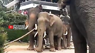 Elephant 🐘🐘 moment ❤️😍❤️