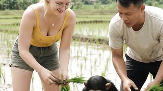 Intending to plant rice, suddenly attacked by a large buffalo in the rice field