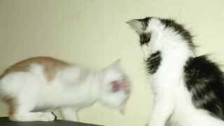 Two Cute Kittens Greeting and Sniffing Each Other