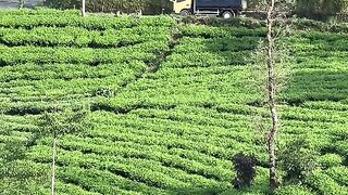 View with a melodious song