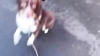 Rescue Animals Who Finally Learned What Love Feels Like 🐶❤️‍🩹