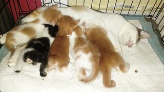 Mother Cat Nursing Her Cute Little Kittens Peacefully
