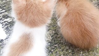 Two Cute Ginger Kittens Sitting Side by Side, View from Behind