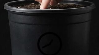 Watermelon Growing Real-Time Time-Lapse 🍉 | From Seed to Juicy Fruit
