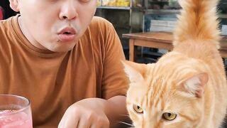 Just Trying to Enjoy My Rendang… Then an Orange Cat Robbed Me! 😭🤣🐱🍛