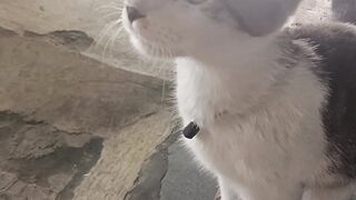 “Playing with the cat” 🐱💕