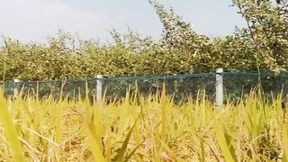 Golden paddy fields and jujube orchards beneath the blue sky