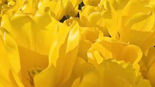 Soooo beautiful🌷Tulips Amsterdam are blooming🌷🌷