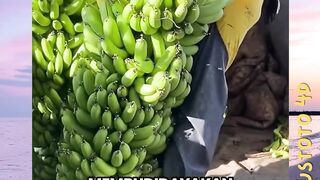 Pertanian Canggih! Pisang Kini Bisa Tumbuh di Dalam Ruangan versi plustoto4d