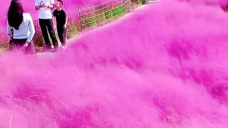 Amazing❤️Soft pink muhly grass🌸🌾💕✨