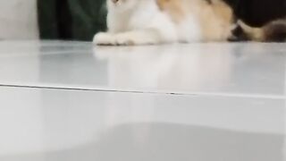 My beautiful cat is watching the moving camera.