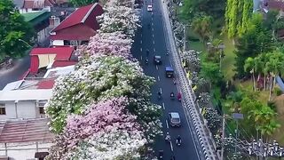 A City is full of flowers🌸Amazing ❤️🌸