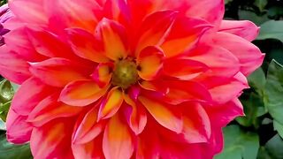 Oh Nice!!🌸🌷🇳🇱
