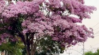 This city looks beautiful❤️full of flowers🌸🌸
