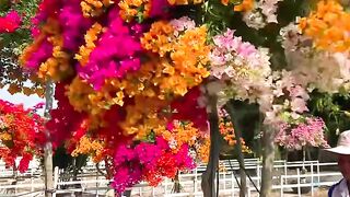 Bougainville everywhere!!❤️🌺💐