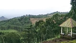 Jamus Tea Plantation 2