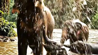 3 pakta unik gajah