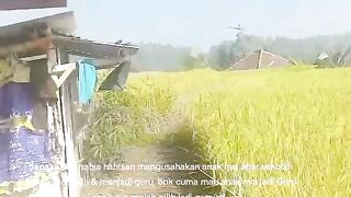 Pematang sawah