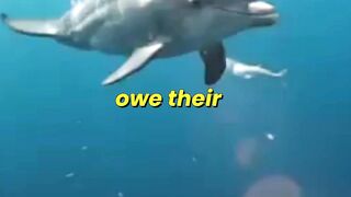 Dolphins Outsmart Hidden Razor Fish