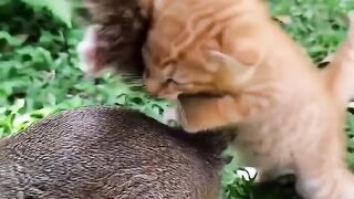 The Tail Takedown 🌀 Who won — Team Nuki 🐿️ or Team Kitten