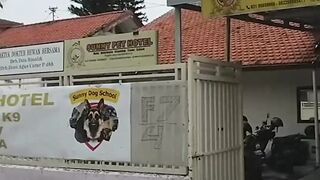 Hotel Penitipan Hewan di Surabaya Kebanjiran Order Jelang Lebaran