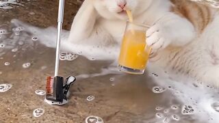 cute cat 83