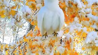 The Most Beautiful White Peacock in a Winter Wonderland! 🦚❄️