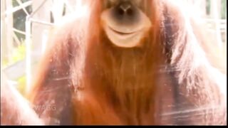 orang utan ini seperti mempunyai rencana berikutnya