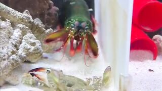Amazing crab 🦀