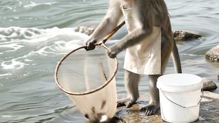 First time mongkey eat fish