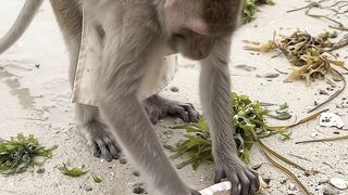 Monkey eating asmr sea ​​shells
