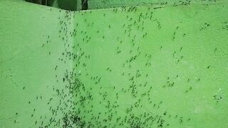 Colony of ants