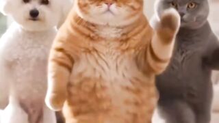 Dancing with cats and dogs