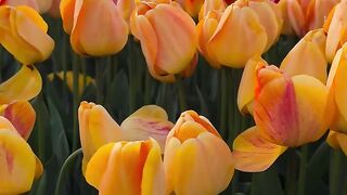 🌷 The beauty of Tulips 🫶 🔗