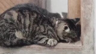 cute kitten sleep