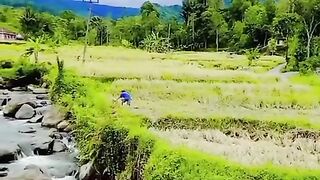 Sungai Jernih, Sawah Hijau, Ginung Biru - Surga Itu Nyata