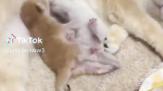 Cats 2