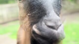 Essas cabras sobem em árvores! 😱
