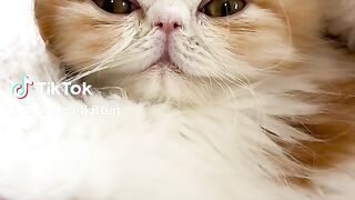 So Cute Cat 18