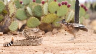 Wonders of Wildlife