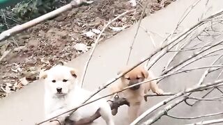 Two Little Puppies on a Big Adventure! ❤️🐾