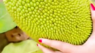 Prepared Young Jackfruit – Traditional Indonesian Cooking Ingredient