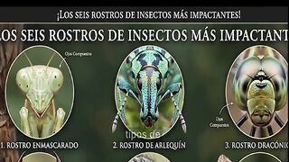 ¿Sabías que los rostros más extraños del planeta están inspirando la tecnología del futuro?