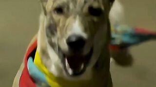 Care of Animals