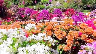 Bougainvillea garden🌺💐❤️