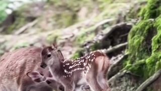 Beautiful nature 386