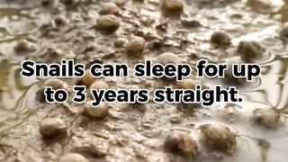 Why Do Snails Sleep for 3 Years? (The Science of Snail Hibernation)