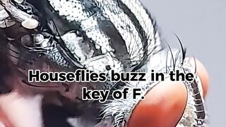 Why Do Houseflies Buzz in the Key of F? 🪰🎵
