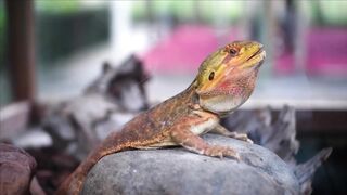 BEAUTIFUL WILD LIFE 3
