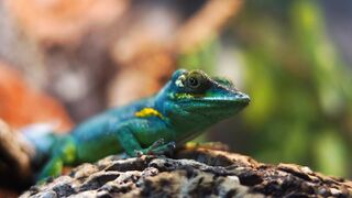 BEAUTIFUL WILD LIFE 5